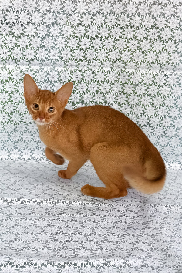 Bastet | Abyssinian Kitten
