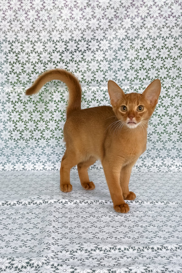 Bastet | Abyssinian Kitten