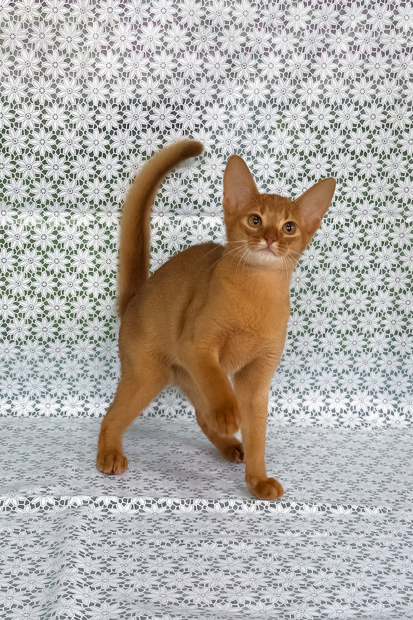 Bastet | Abyssinian Kitten
