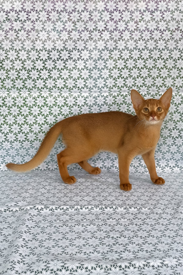 Bastet | Abyssinian Kitten