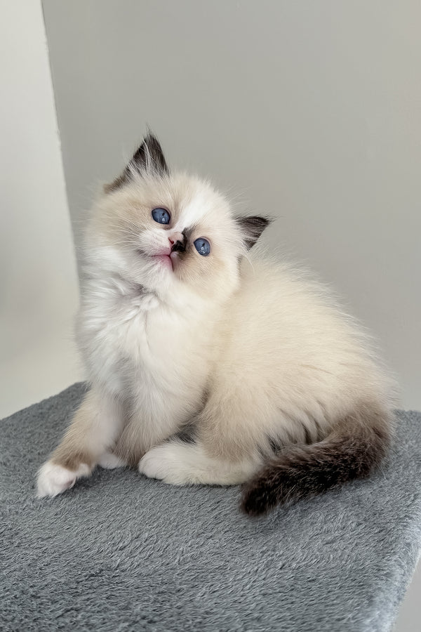 Bastet | Ragdoll Kitten