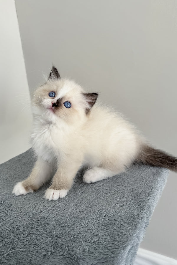 Bastet | Ragdoll Kitten