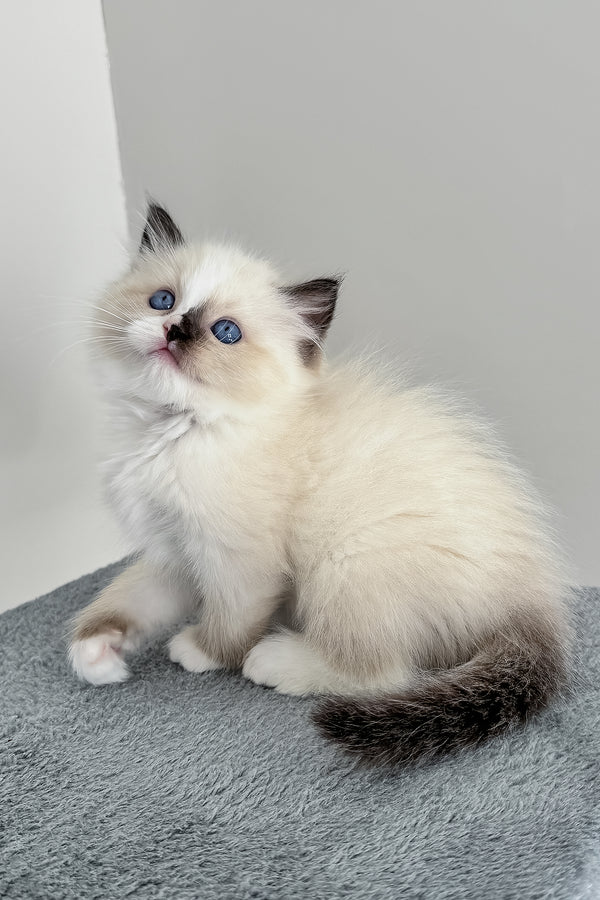Bastet | Ragdoll Kitten