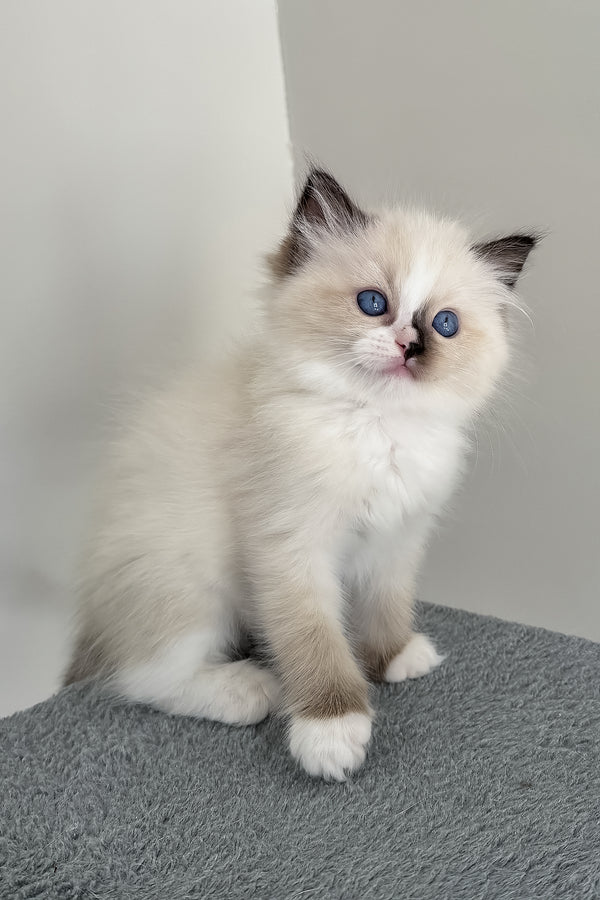Bastet | Ragdoll Kitten
