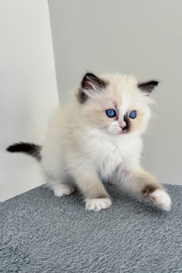 Bastet | Ragdoll Kitten