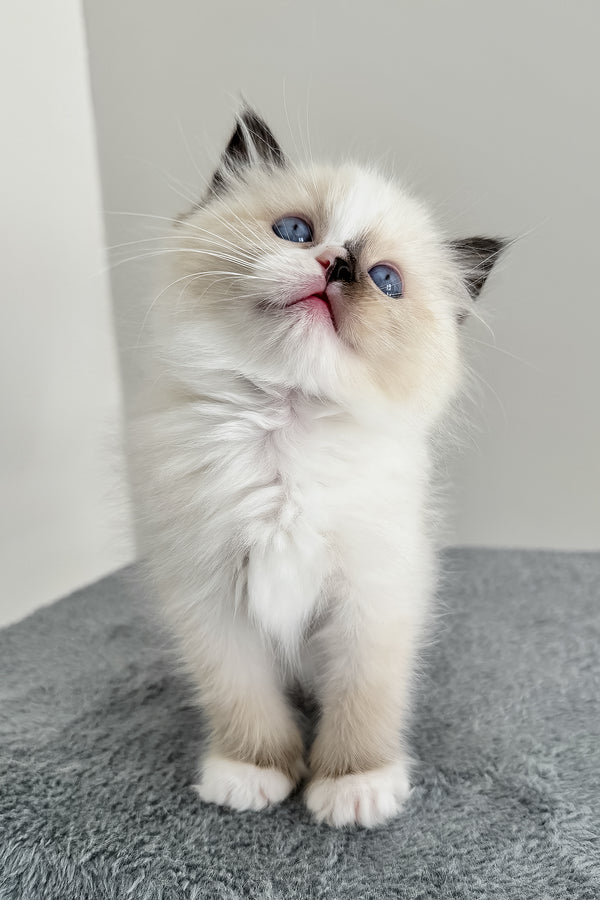 Bastet | Ragdoll Kitten