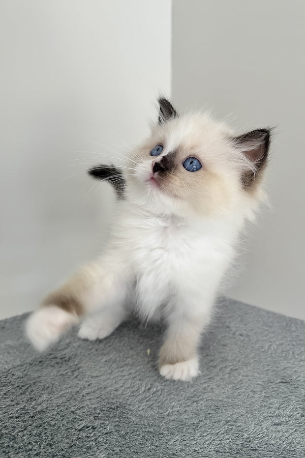 Bastet | Ragdoll Kitten