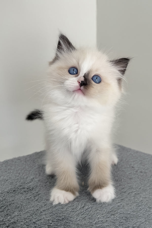 Bastet | Ragdoll Kitten