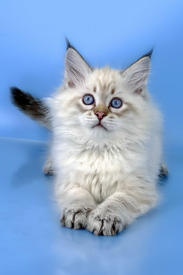 Bastian | Siberian Kitten