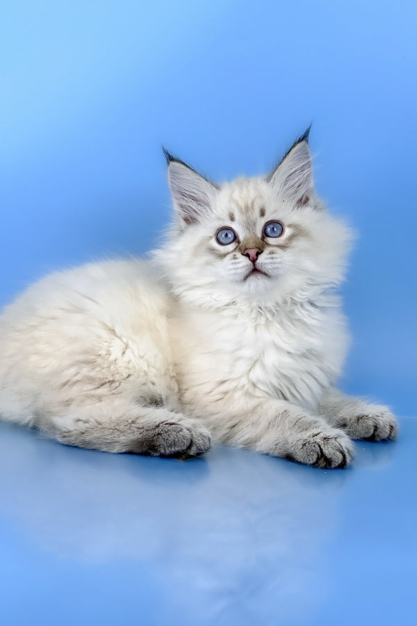 Bastian | Siberian Kitten