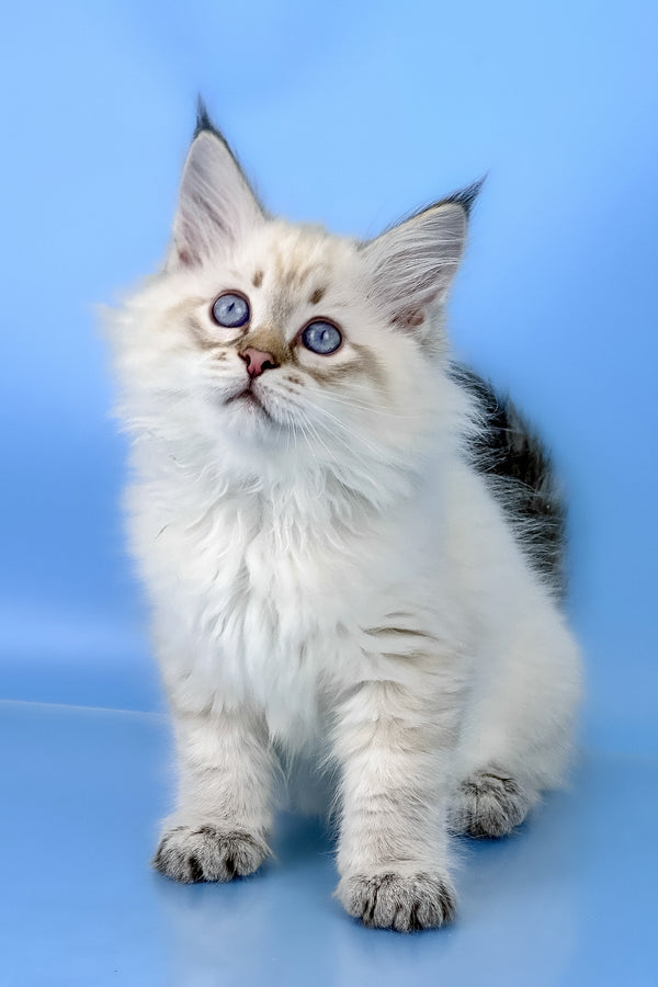 Bastian | Siberian Kitten