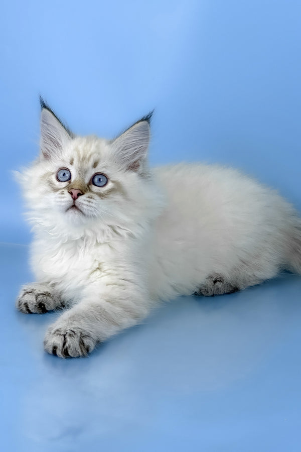 Bastian | Siberian Kitten