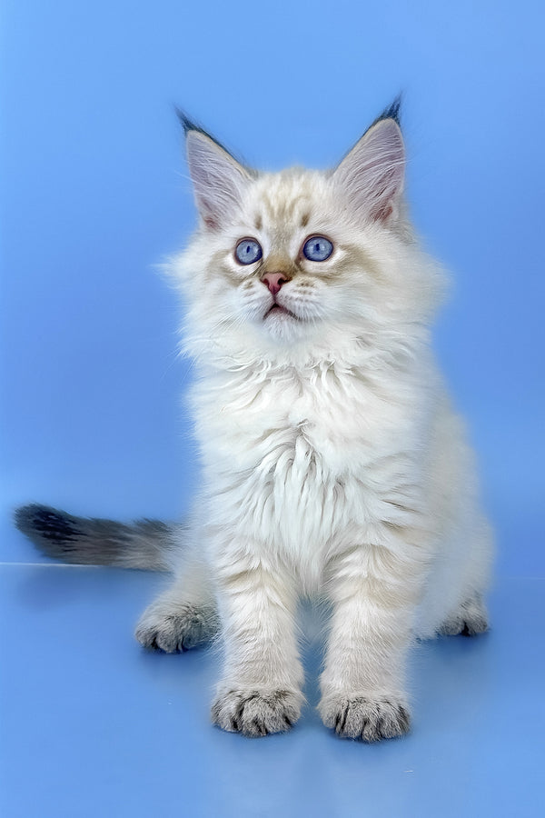 Bastian | Siberian Kitten