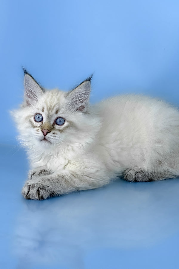 Bastian | Siberian Kitten