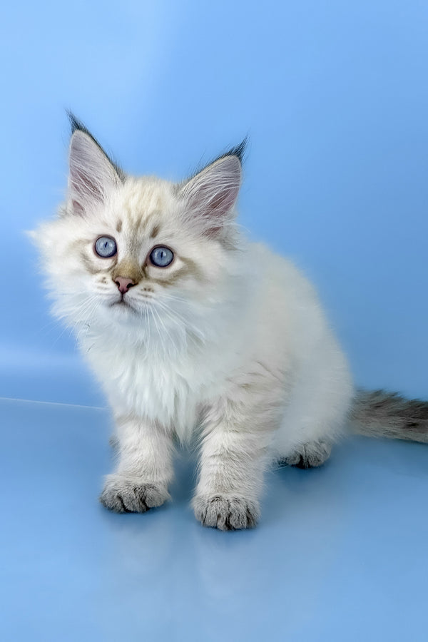 Bastian | Siberian Kitten