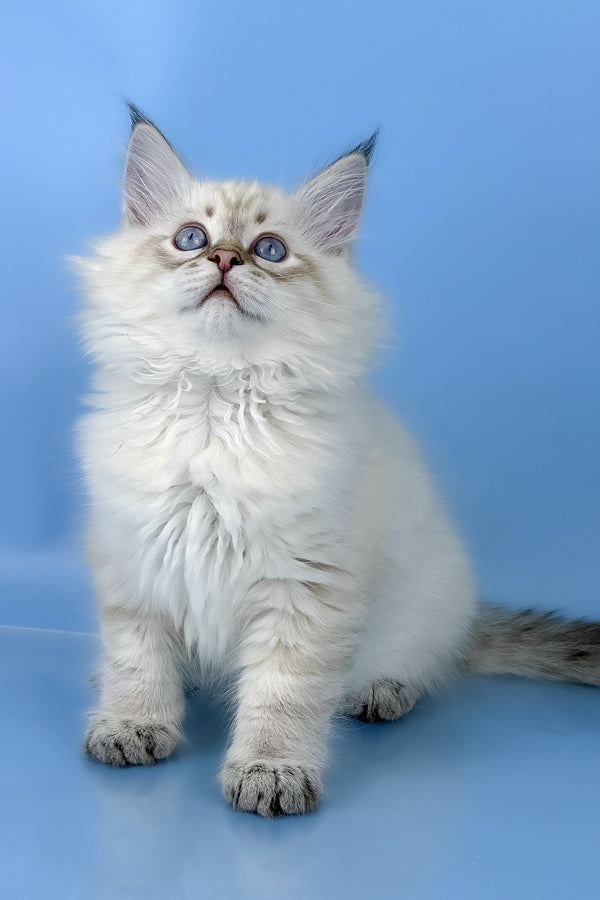 Bastian | Siberian Kitten
