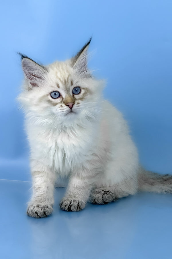 Bastian | Siberian Kitten