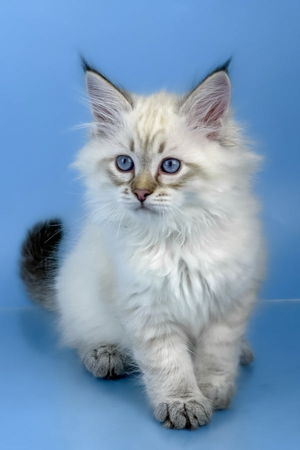Bastian | Siberian Kitten