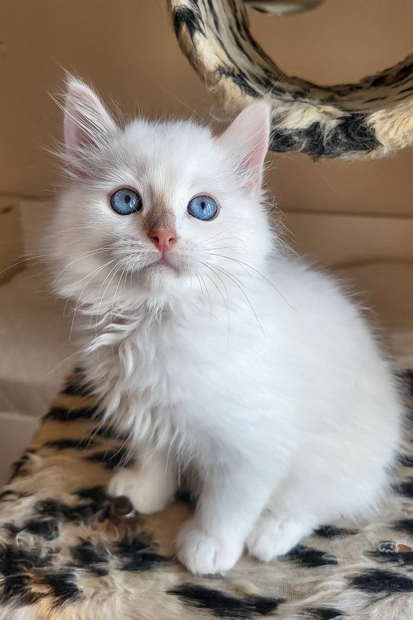 Batik | Siberian Kitten