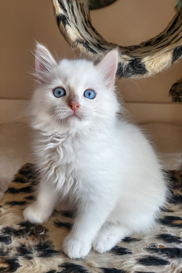 Batik | Siberian Kitten