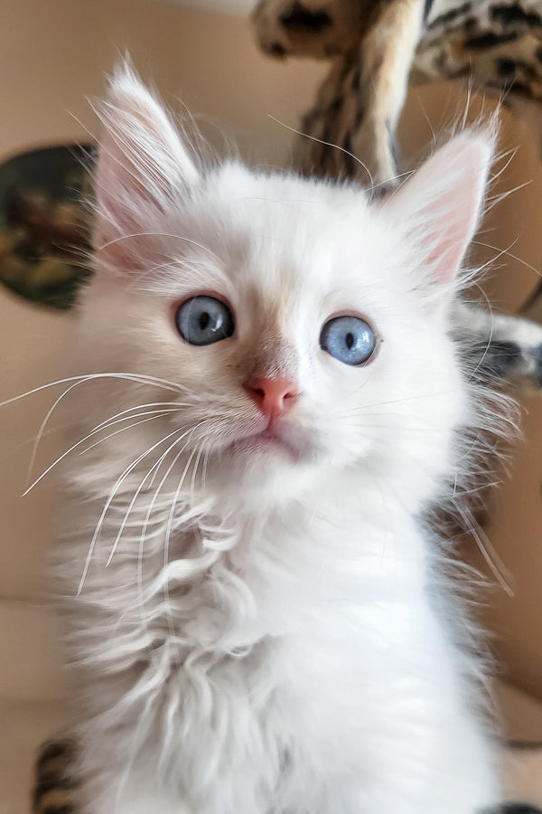 Batik | Siberian Kitten