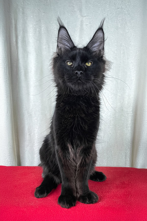 Batman | Maine Coon Kitten