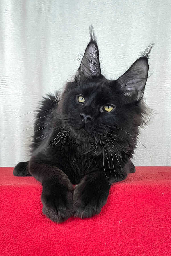 Batman | Maine Coon Kitten