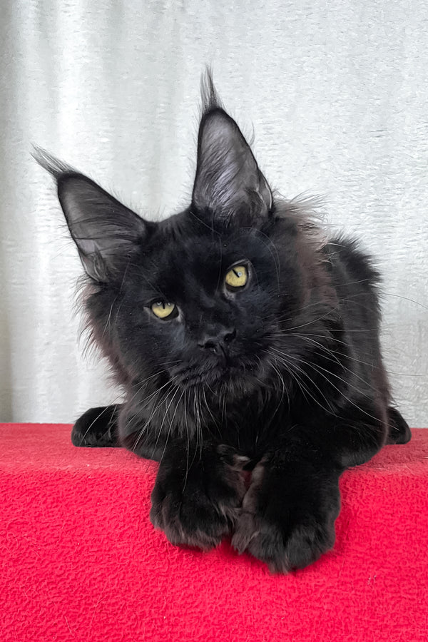 Batman | Maine Coon Kitten