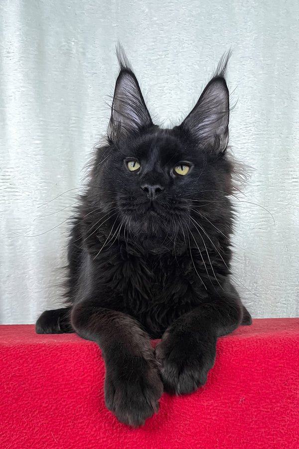 Batman | Maine Coon Kitten