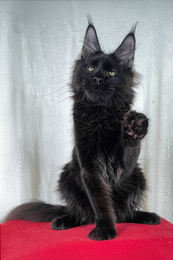 Batman | Maine Coon Kitten