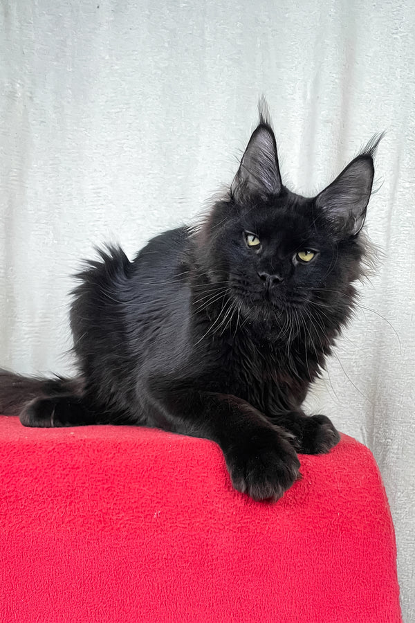 Batman | Maine Coon Kitten