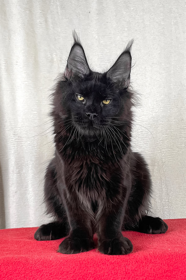 Batman | Maine Coon Kitten