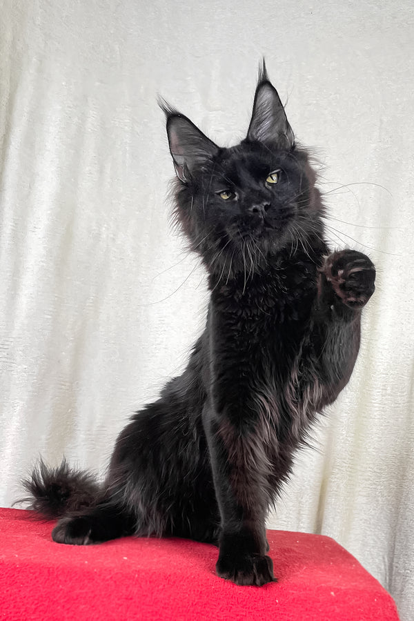 Batman | Maine Coon Kitten