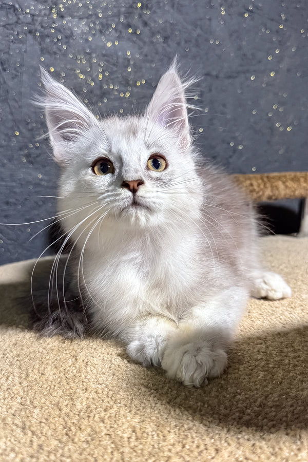 Bazzy | Maine Coon Kitten