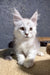 Bazzy | Maine Coon Kitten