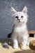 Bazzy | Maine Coon Kitten