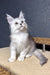 Bazzy | Maine Coon Kitten