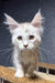 Bazzy | Maine Coon Kitten