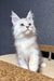 Bazzy | Maine Coon Kitten