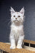 Bazzy | Maine Coon Kitten
