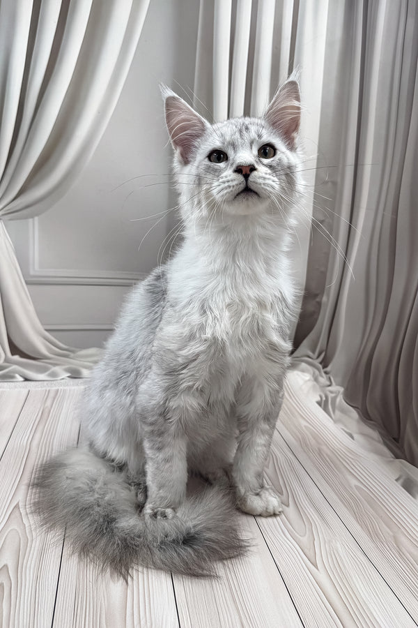 Bazzy | Maine Coon Kitten