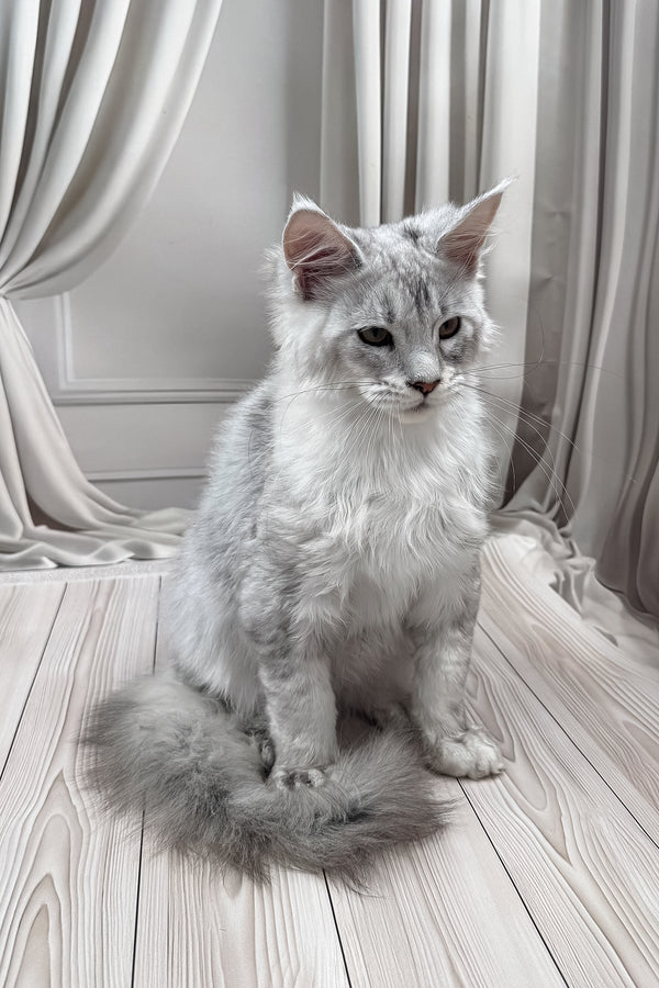 Bazzy | Maine Coon Kitten