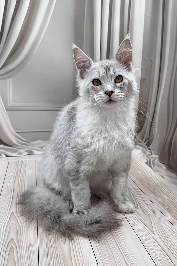 Bazzy | Maine Coon Kitten