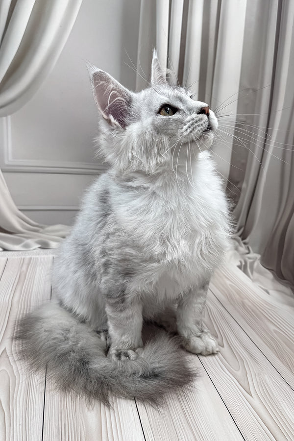 Bazzy | Maine Coon Kitten