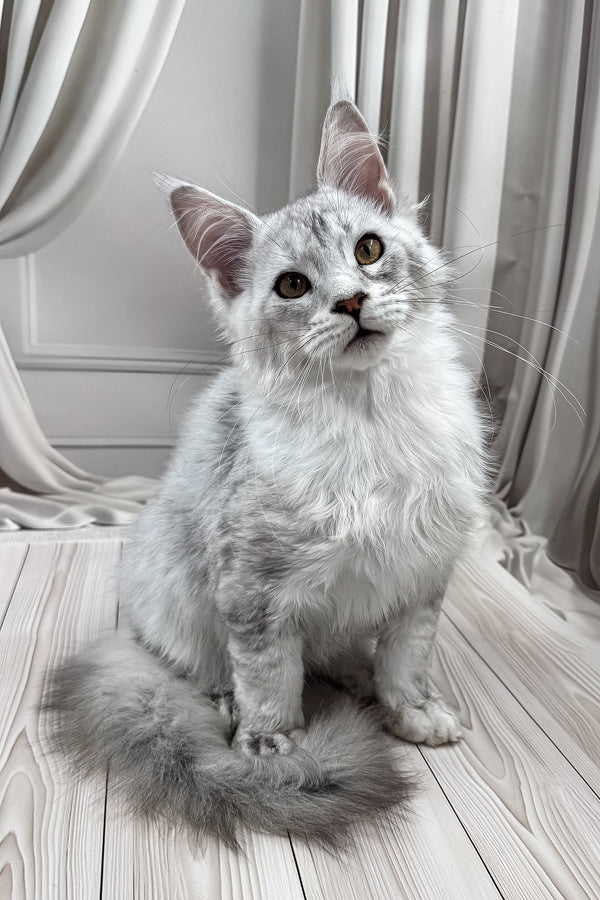 Bazzy | Maine Coon Kitten