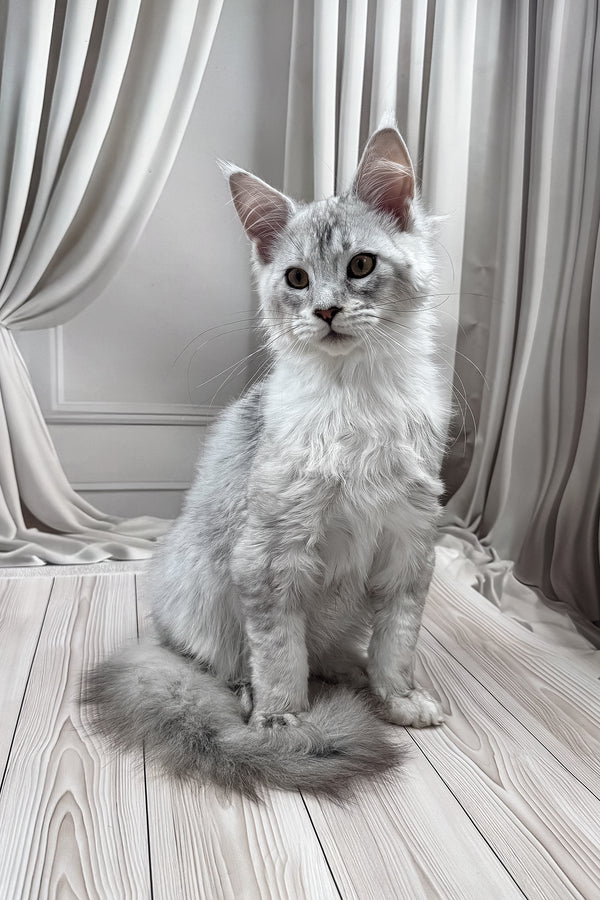 Bazzy | Maine Coon Kitten