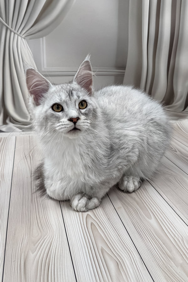 Bazzy | Maine Coon Kitten