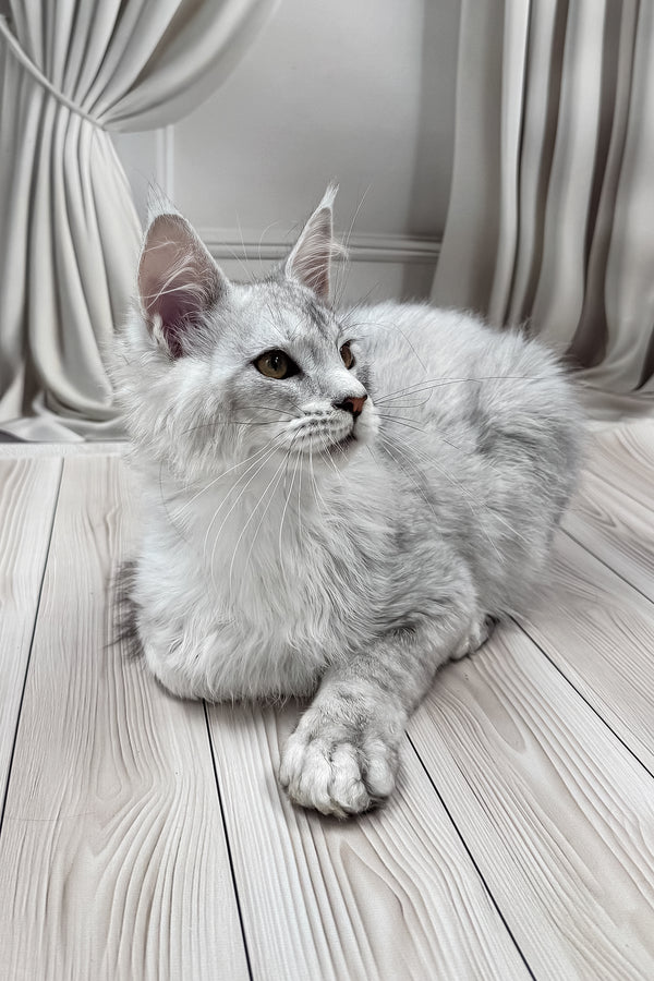Bazzy | Maine Coon Kitten
