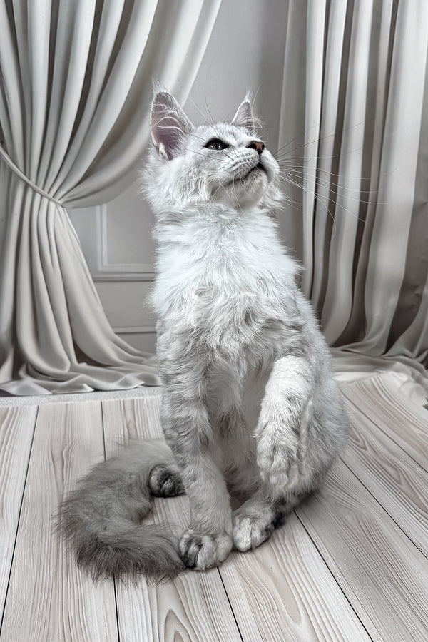 Bazzy | Maine Coon Kitten