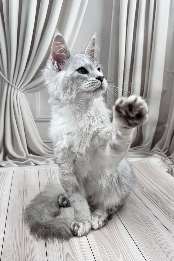 Bazzy | Maine Coon Kitten